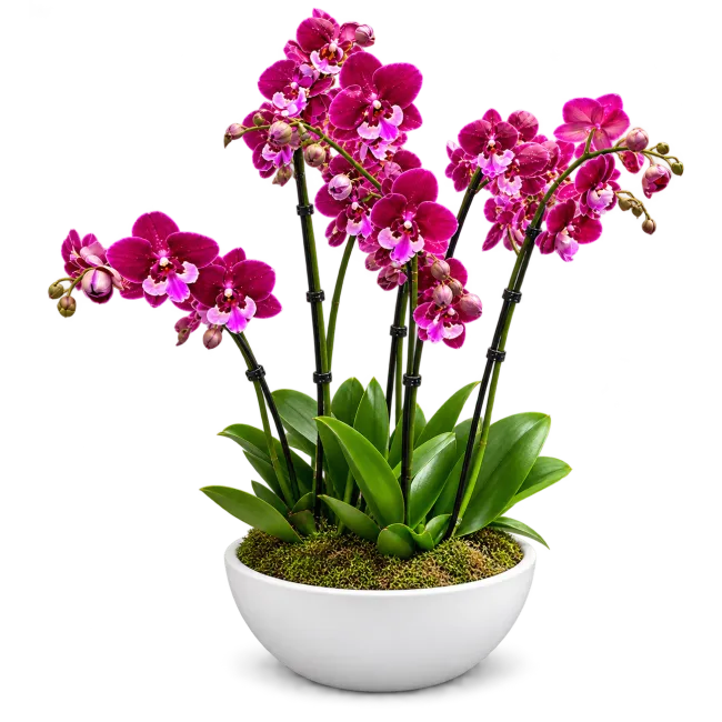 Elegantní sesadba orchideí